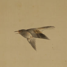 Load image into Gallery viewer, Takebe Hakuho  (1871-1927), Blue maple and lesser cuckoo, Tomo-bako, Japanese hanging scroll, kakejiku
