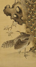 Load image into Gallery viewer, Nakamura Seikei(1792-1845) "Peafowl"  Late Edo period, Japanese hanging scroll, kakejiku
