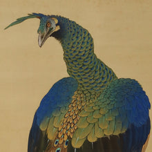将图片加载到图库查看器，Hirai Chokusui  (1861-?) ,Peonies and Peacock, Japanese hanging scroll, kakejiku
