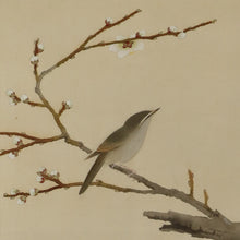 Load image into Gallery viewer, Hirai Baisen(1889-1969), A White Plum Tree with a Japanese Bush Warbler, Japanese hanging scroll

