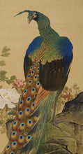 将图片加载到图库查看器，Hirai Chokusui  (1861-?) ,Peonies and Peacock, *No box, Japanese hanging scroll, kakejiku
